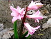 image фото Scilla pink - сцилла оптом купить цветы и растения из Голландии, Германии, Италии, Испании, Дании, Эквадора, Колумбии, Азии, Африки, Израиля, Китая, Тайланда, Тайваня с доставкой по Украине в: Киев, Львов, Черкассы, Кировоград, Полтава, Ровно, Днепропетровск, Запорожье, Харьков, Кривой Рог, Днепр, Одесса, Николаев, Херсон, Умань, Кропивницкий